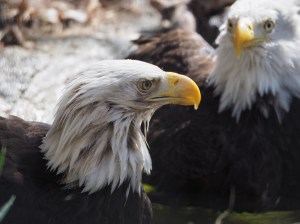 Bald Eages